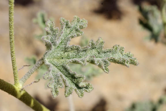Sphaeralcea ambigua ssp. ambigua